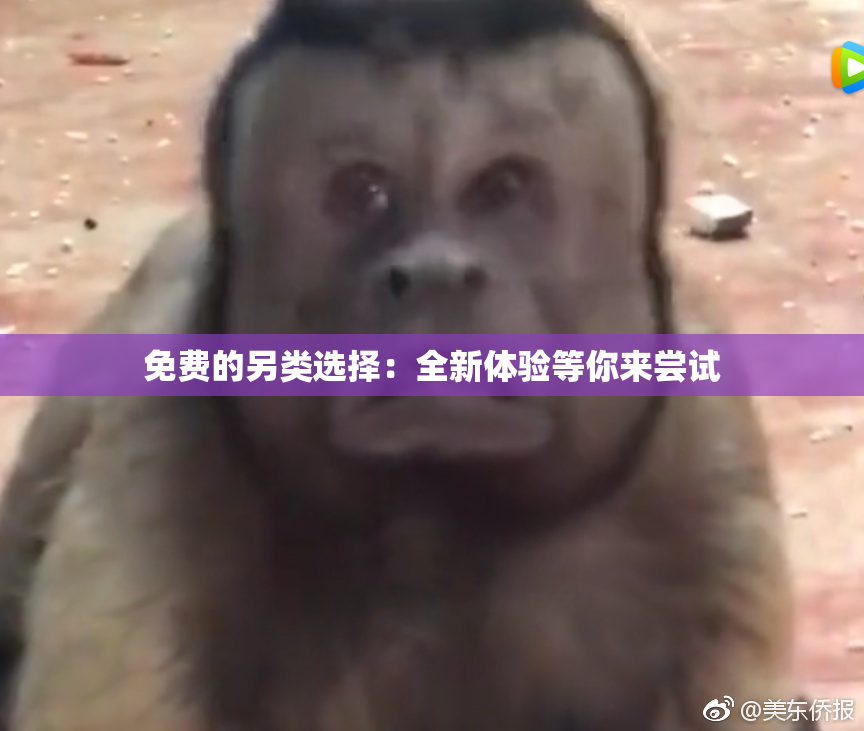 免费的另类选择：全新体验等你来尝试