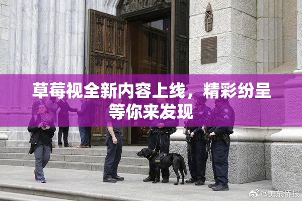 草莓视全新内容上线，精彩纷呈等你来发现