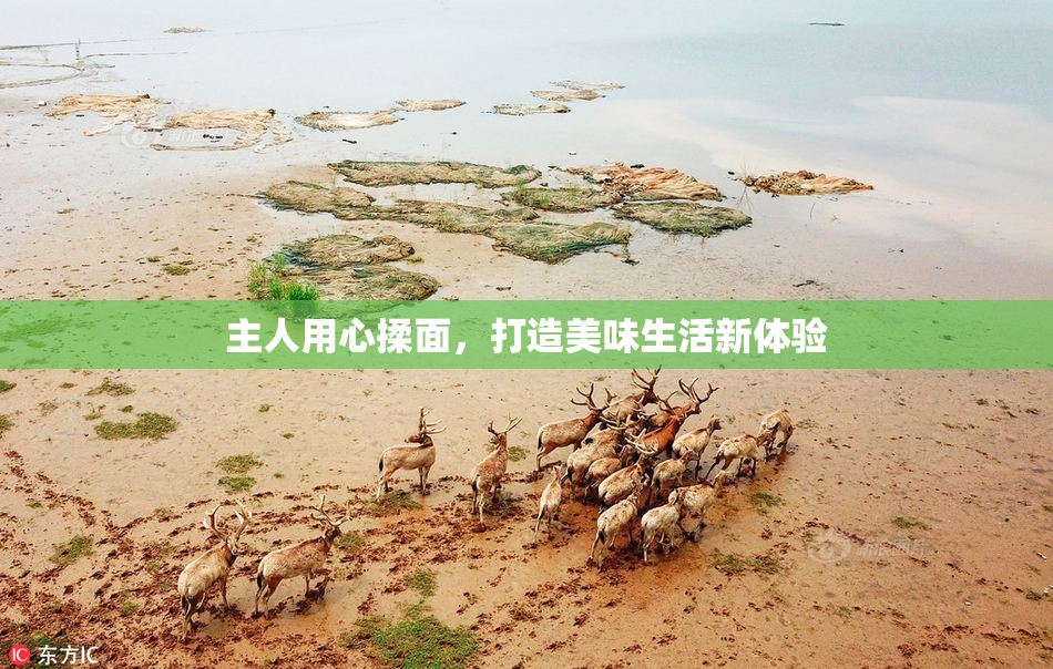 主人用心揉面，打造美味生活新体验