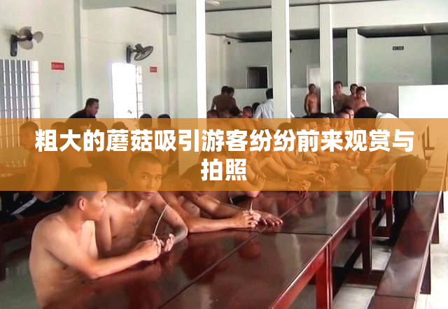 粗大的蘑菇吸引游客纷纷前来观赏与拍照