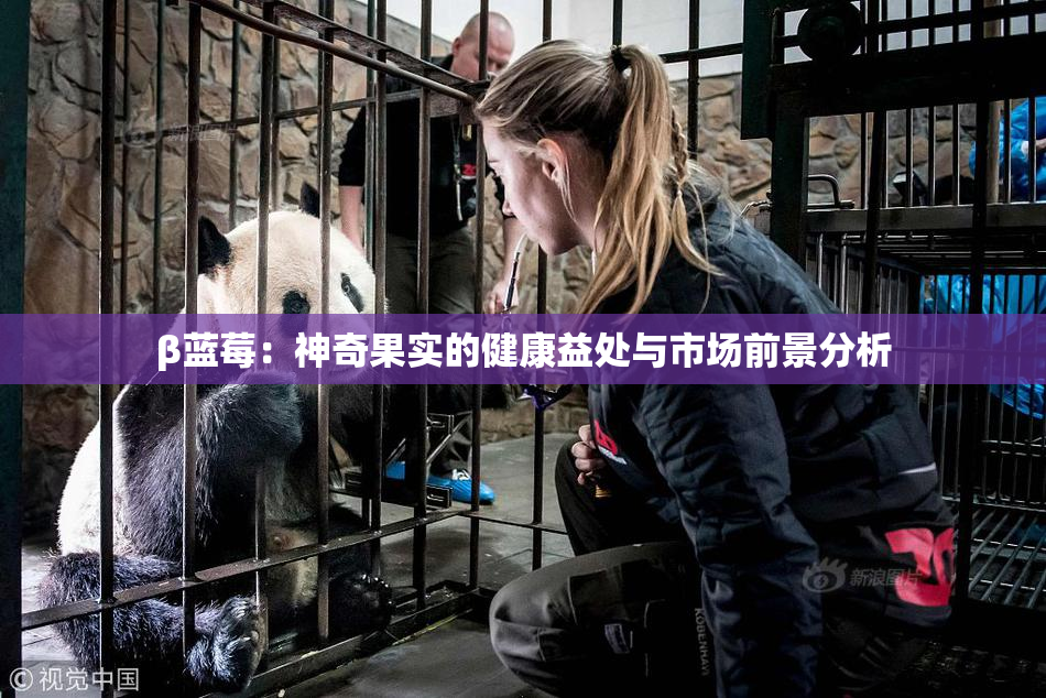 β蓝莓：神奇果实的健康益处与市场前景分析