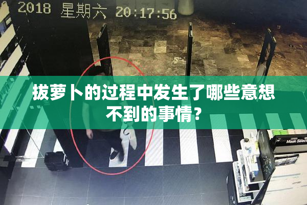 拔萝卜的过程中发生了哪些意想不到的事情？