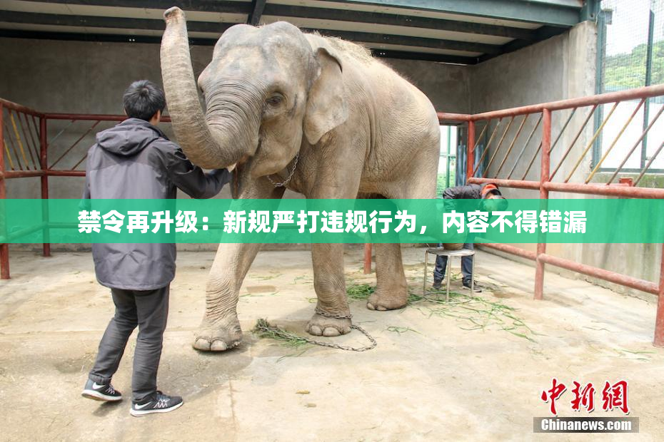 禁令再升级：新规严打违规行为，内容不得错漏