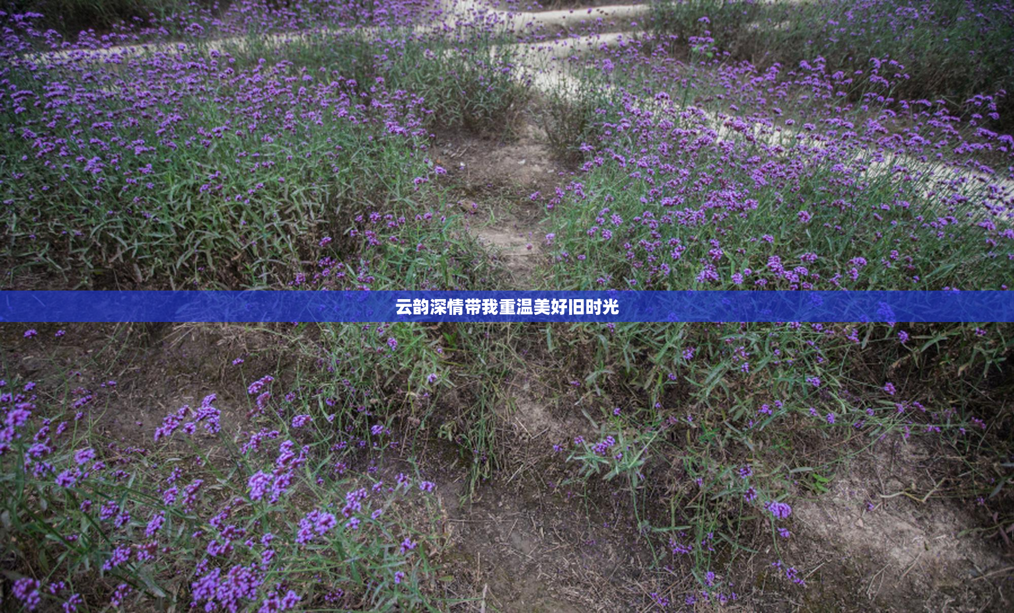 云韵深情带我重温美好旧时光
