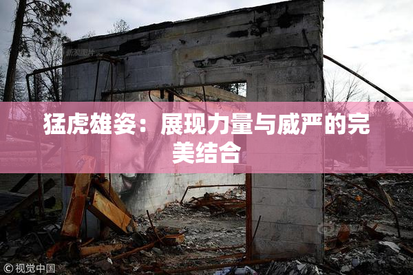 猛虎雄姿：展现力量与威严的完美结合