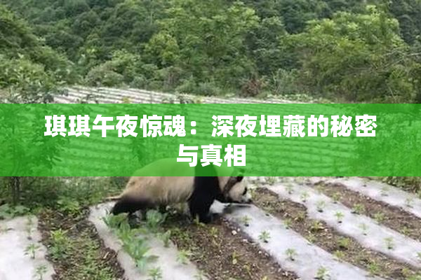琪琪午夜惊魂：深夜埋藏的秘密与真相