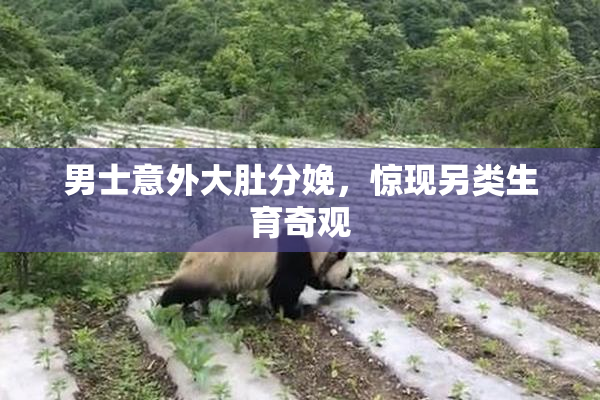 男士意外大肚分娩，惊现另类生育奇观