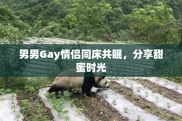 男男Gay情侣同床共眠，分享甜蜜时光
