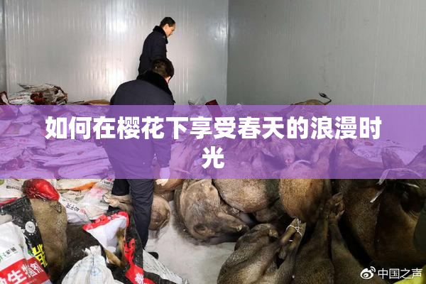 如何在樱花下享受春天的浪漫时光