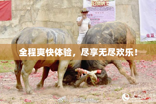 全程爽快体验，尽享无尽欢乐！