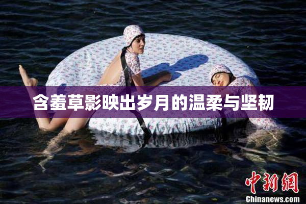 含羞草影映出岁月的温柔与坚韧
