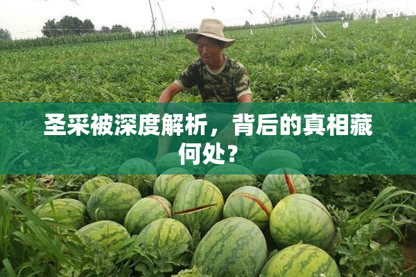 圣采被深度解析，背后的真相藏何处？