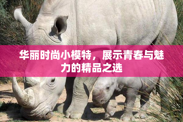 华丽时尚小模特，展示青春与魅力的精品之选