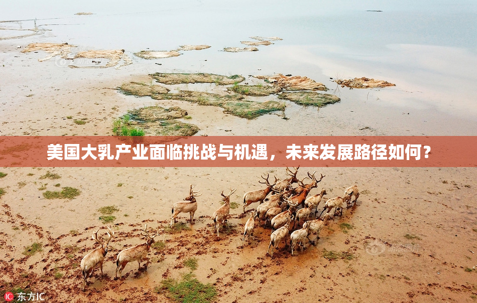 美国大乳产业面临挑战与机遇，未来发展路径如何？