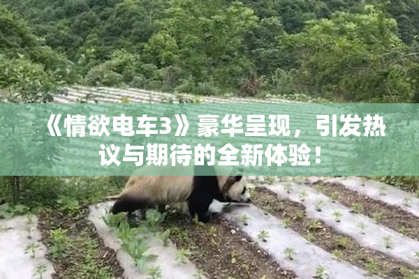 《情欲电车3》豪华呈现，引发热议与期待的全新体验！