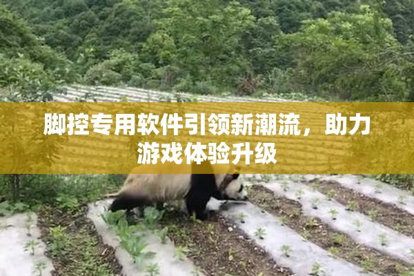 脚控专用软件引领新潮流，助力游戏体验升级