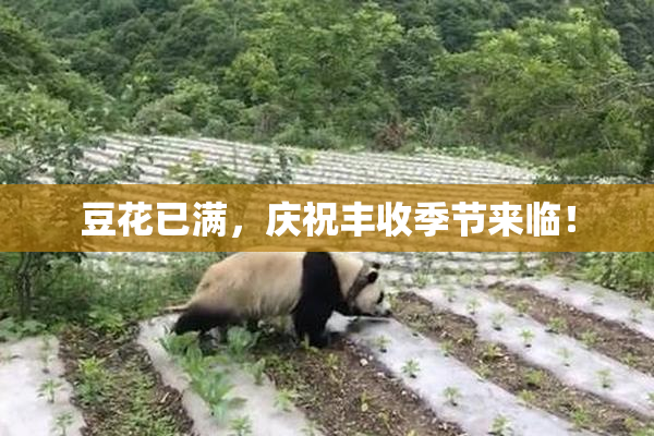 豆花已满，庆祝丰收季节来临！