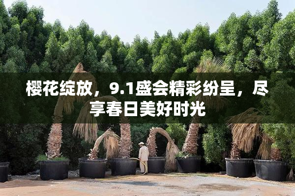 樱花绽放，9.1盛会精彩纷呈，尽享春日美好时光