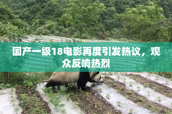 国产一级18电影再度引发热议，观众反响热烈