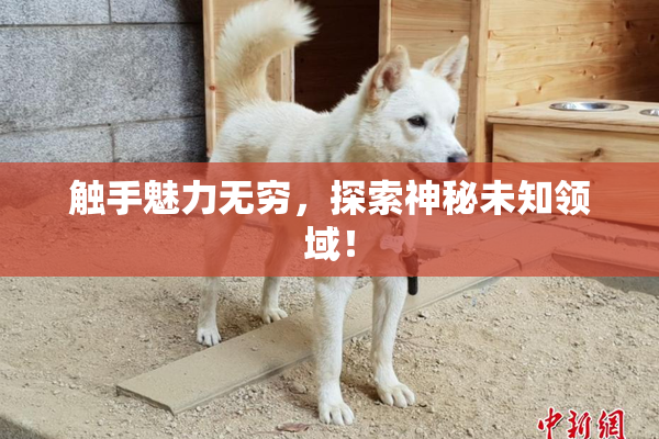 触手魅力无穷，探索神秘未知领域！