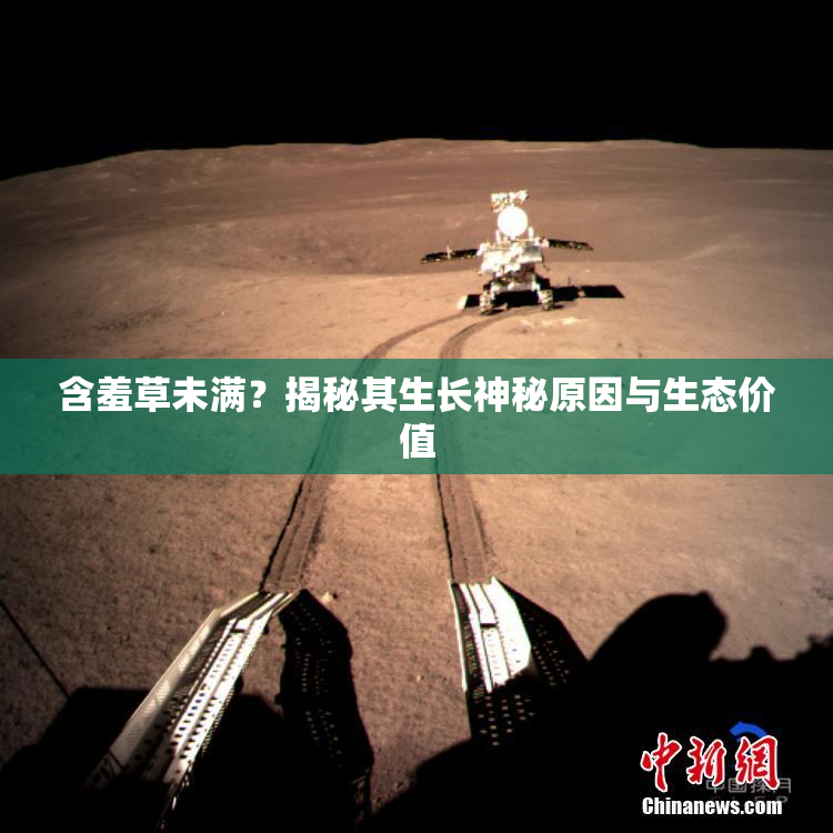 含羞草未满？揭秘其生长神秘原因与生态价值