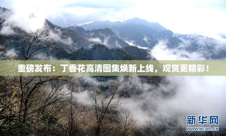 重磅发布：丁香花高清图集焕新上线，观赏更精彩！