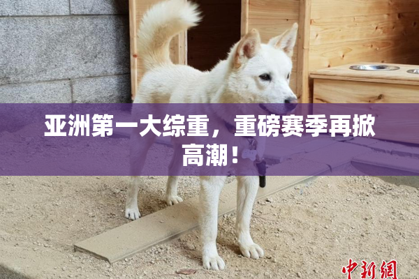 亚洲第一大综重，重磅赛季再掀高潮！