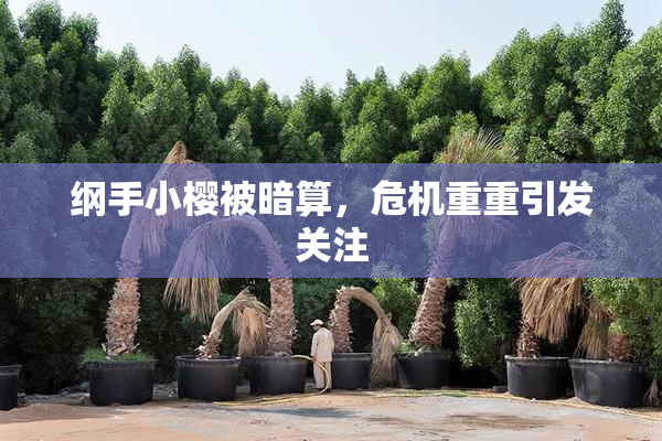 纲手小樱被暗算，危机重重引发关注