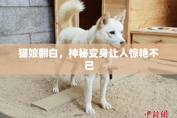 猫娘翻白，神秘变身让人惊艳不已