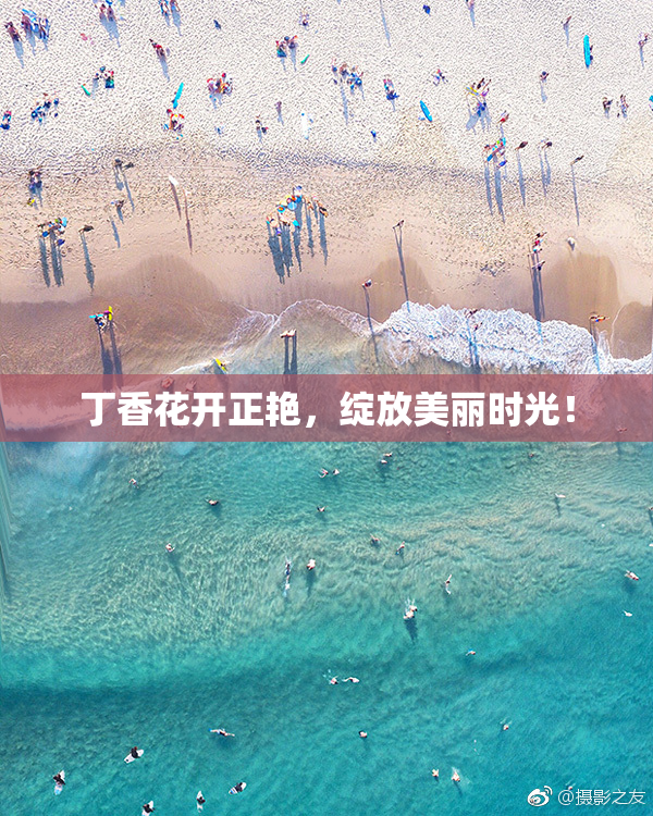丁香花开正艳，绽放美丽时光！