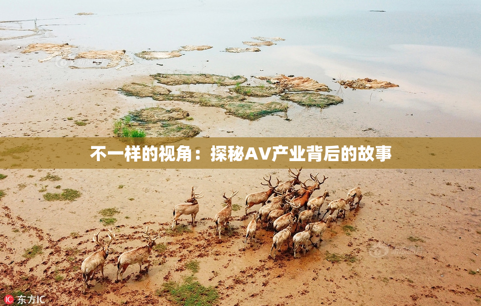 不一样的视角：探秘AV产业背后的故事