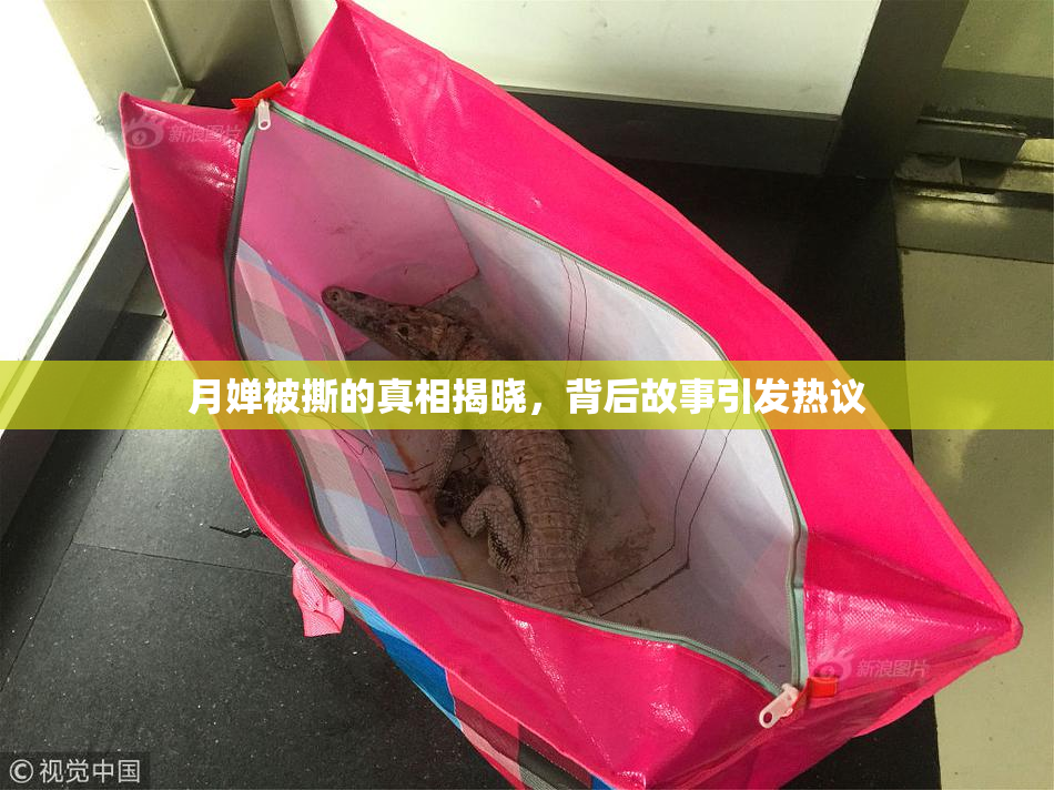月婵被撕的真相揭晓，背后故事引发热议