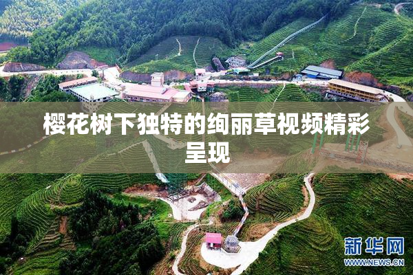 樱花树下独特的绚丽草视频精彩呈现