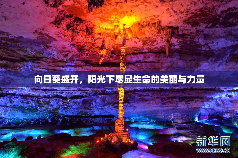 向日葵盛开，阳光下尽显生命的美丽与力量