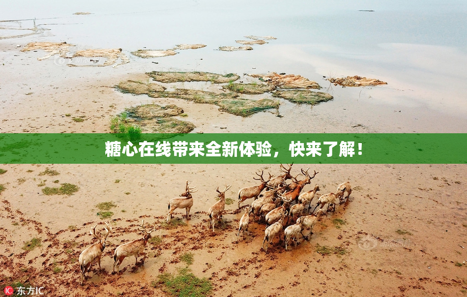 糖心在线带来全新体验，快来了解！