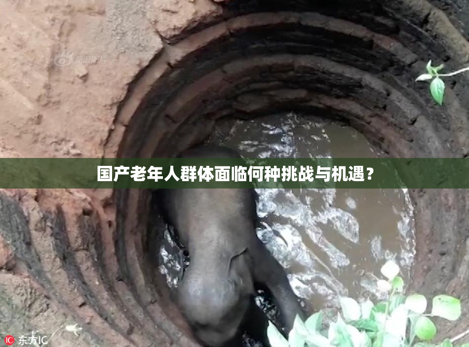 国产老年人群体面临何种挑战与机遇？