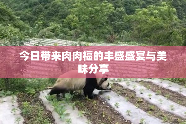 今日带来肉肉福的丰盛盛宴与美味分享