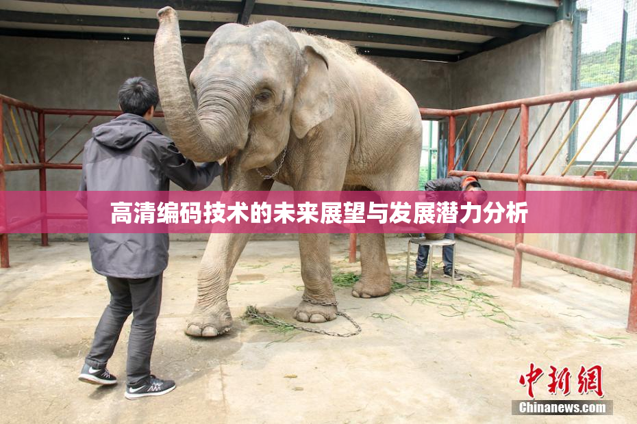 高清编码技术的未来展望与发展潜力分析