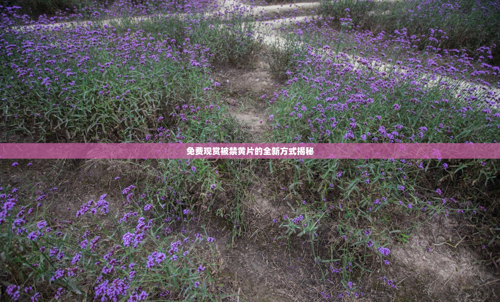 免费观赏被禁黄片的全新方式揭秘