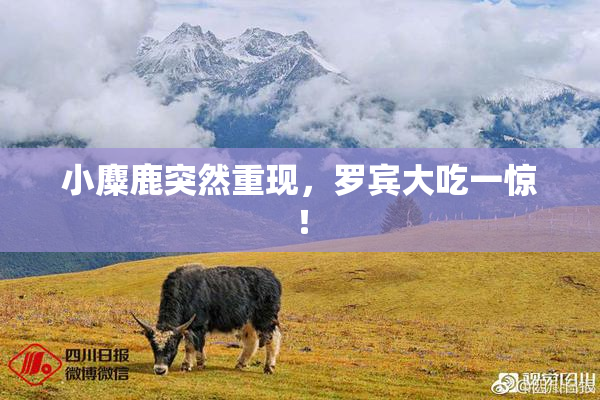 小麋鹿突然重现，罗宾大吃一惊！