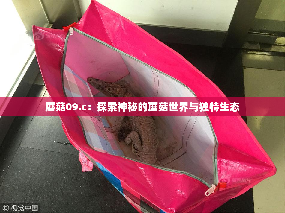 蘑菇09.c：探索神秘的蘑菇世界与独特生态