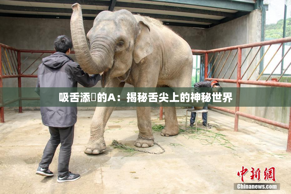 吸舌添泬的A：揭秘舌尖上的神秘世界