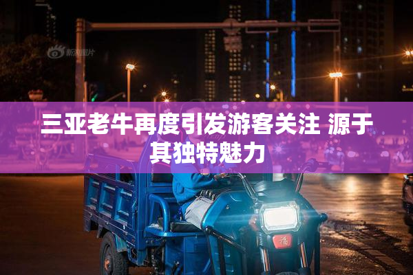 三亚老牛再度引发游客关注 源于其独特魅力