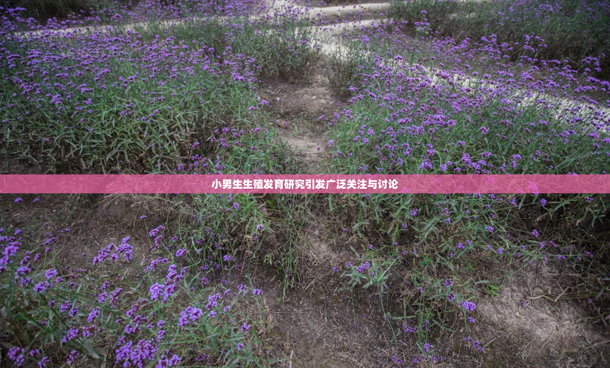 小男生生殖发育研究引发广泛关注与讨论