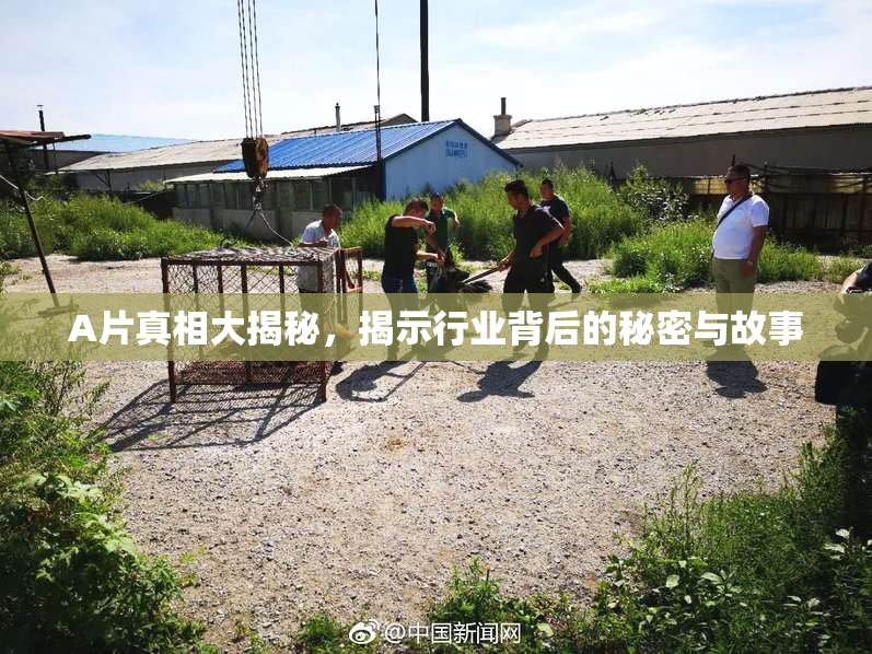 A片真相大揭秘，揭示行业背后的秘密与故事