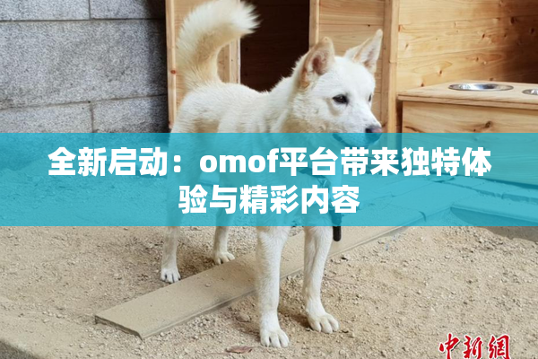 全新启动：omof平台带来独特体验与精彩内容