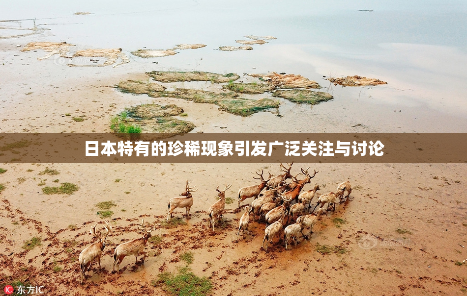 日本特有的珍稀现象引发广泛关注与讨论