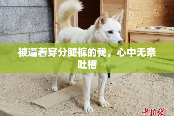 被逼着穿分腿裤的我，心中无奈吐槽