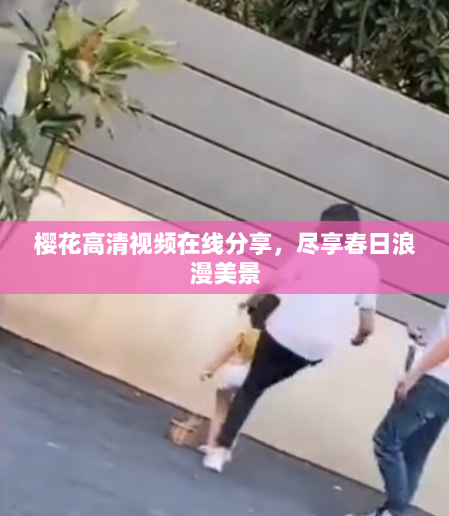 樱花高清视频在线分享，尽享春日浪漫美景