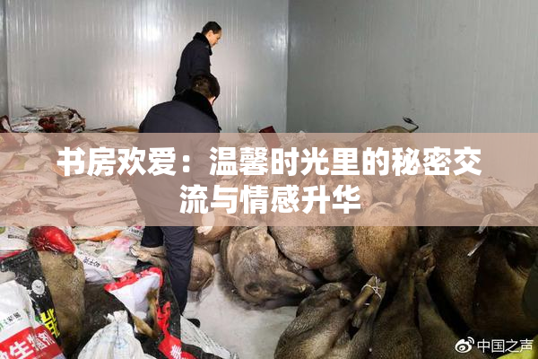 书房欢爱：温馨时光里的秘密交流与情感升华